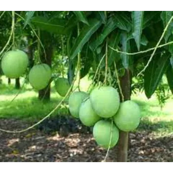Best Mango Plants
